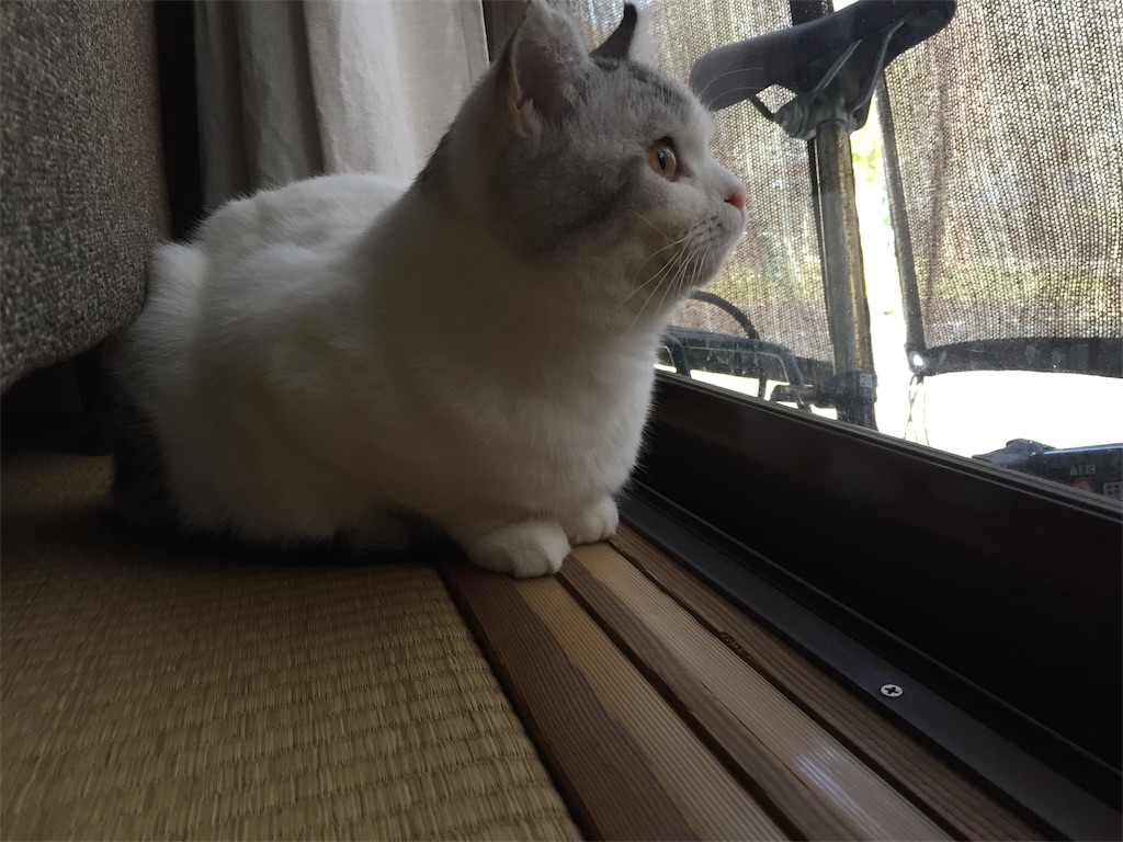 f:id:sconeko:20200407172241j:image f:id:sconeko:20200407172241j:image