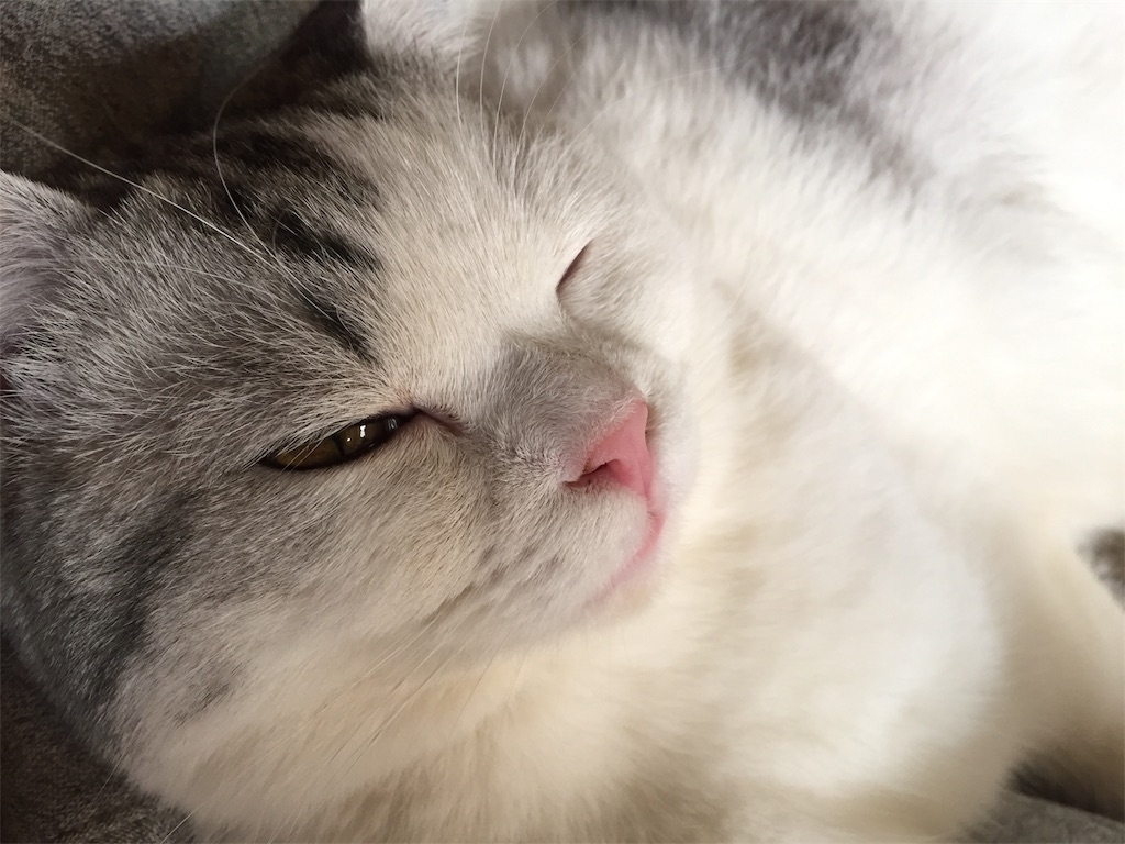 f:id:sconeko:20200408113649j:image f:id:sconeko:20200408113649j:image