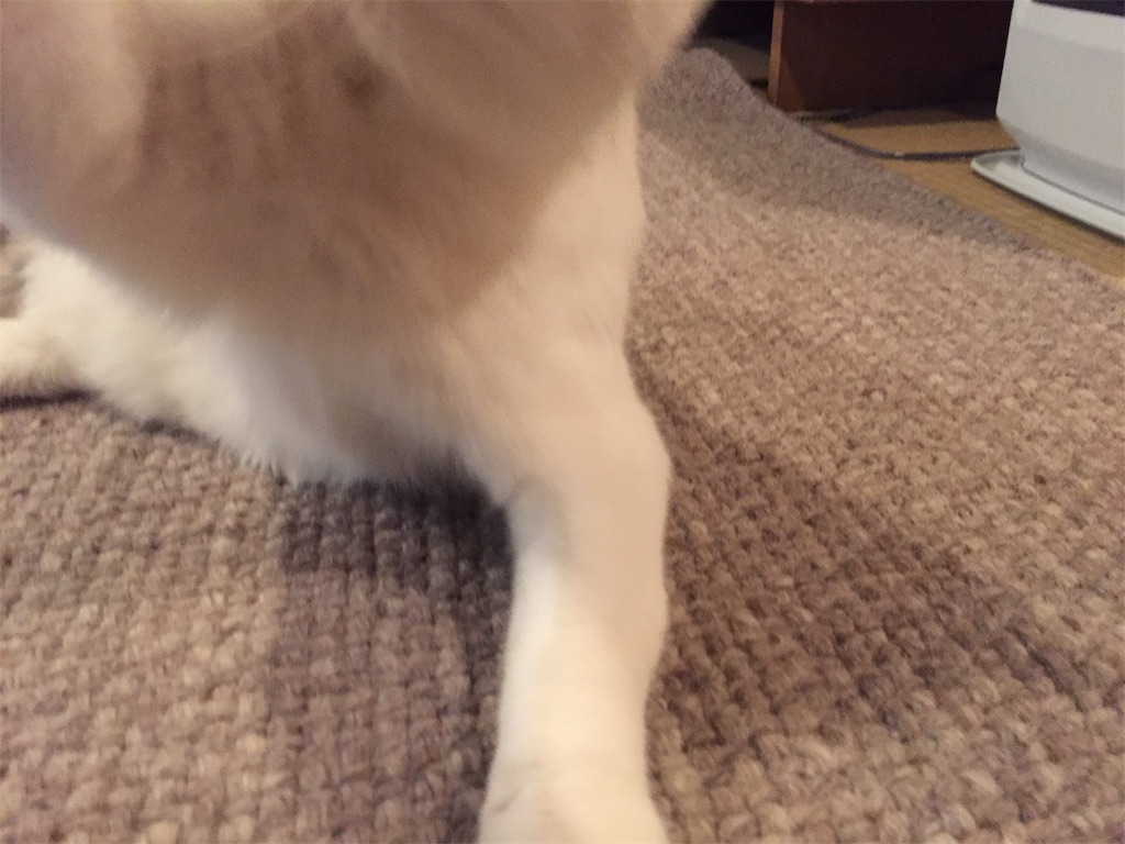 f:id:sconeko:20200419085425j:image f:id:sconeko:20200419085425j:image