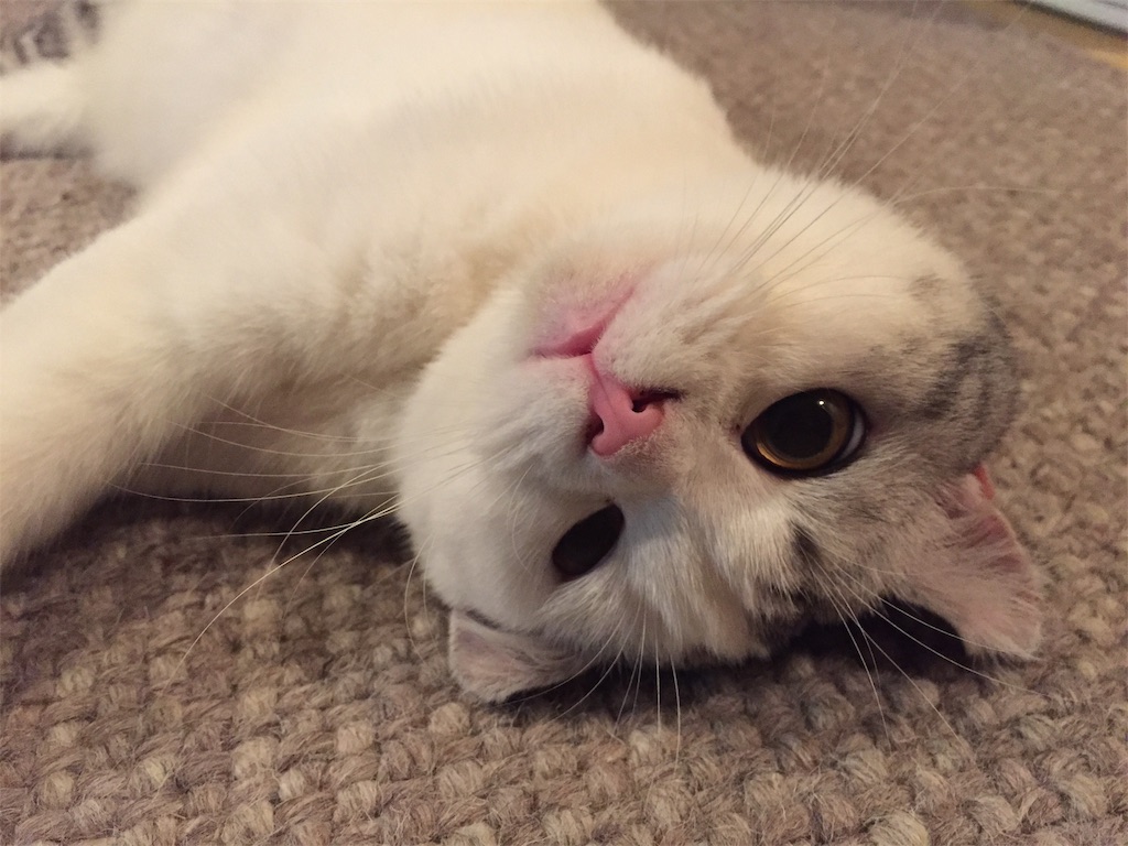 f:id:sconeko:20200419085428j:image f:id:sconeko:20200419085428j:image