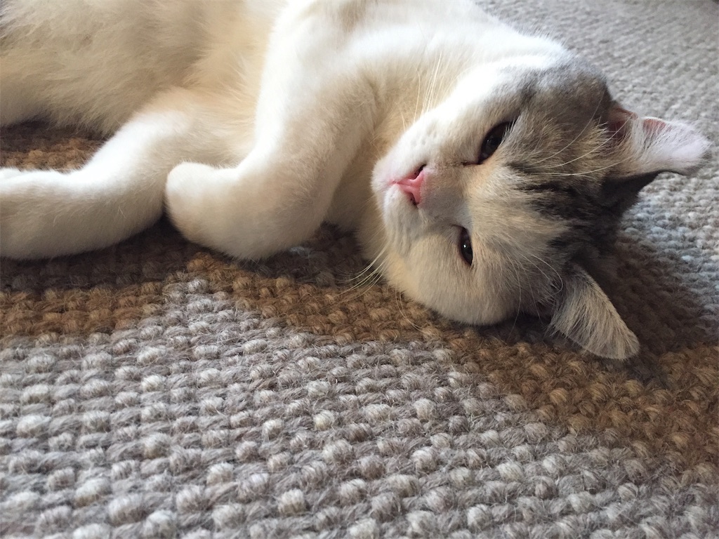 f:id:sconeko:20200421104601j:image