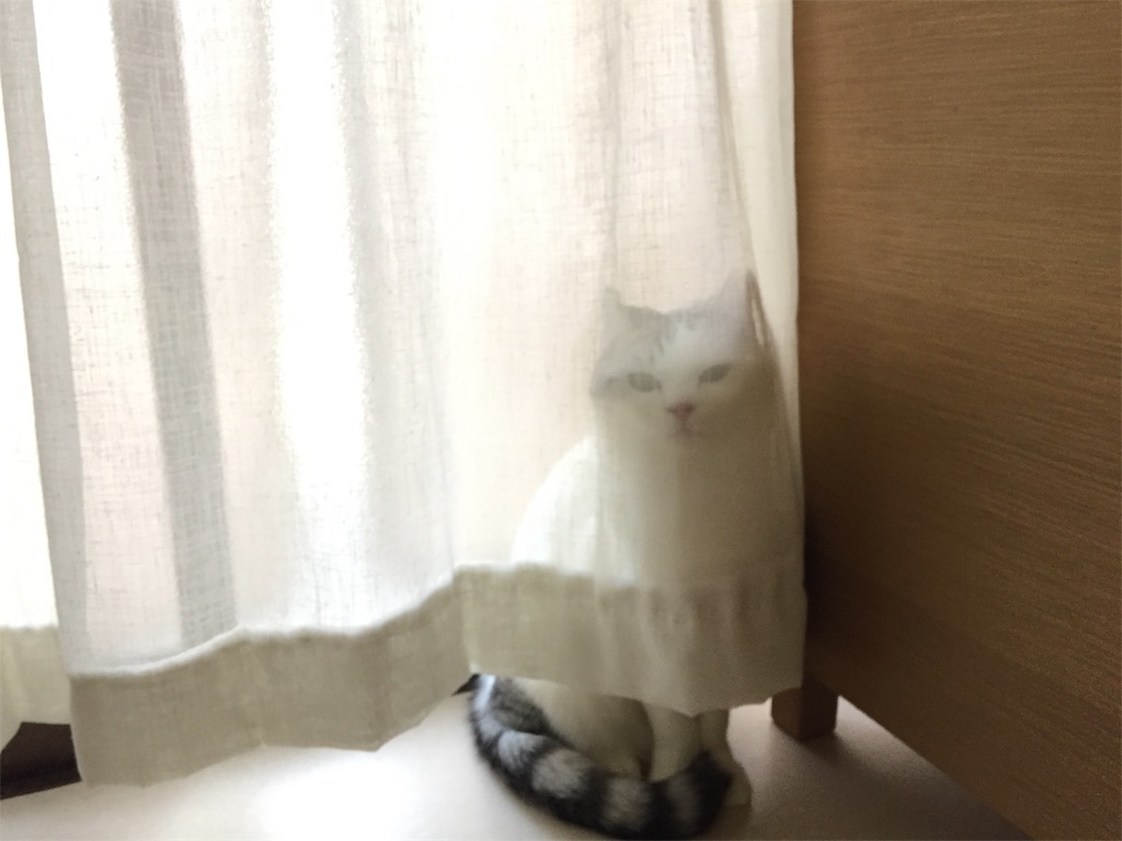 f:id:sconeko:20200423225621j:image