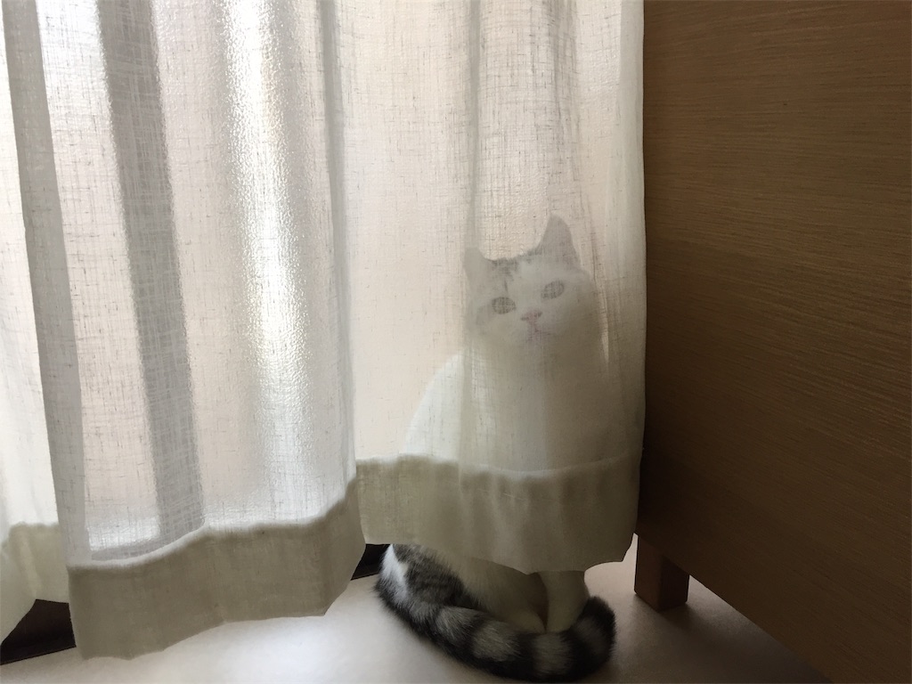 f:id:sconeko:20200423225624j:image