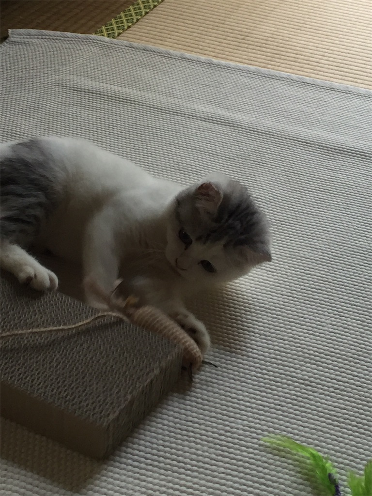 f:id:sconeko:20200503095736j:image f:id:sconeko:20200503095736j:image