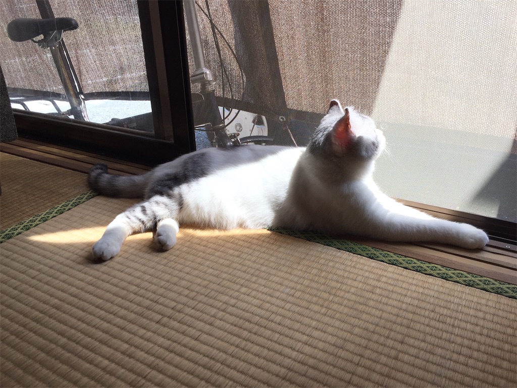 f:id:sconeko:20200507092147j:image f:id:sconeko:20200507092147j:image