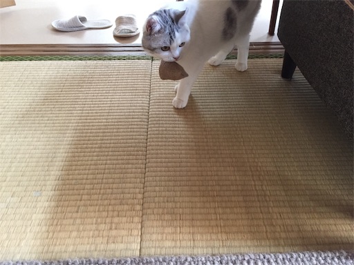 f:id:sconeko:20200512150456j:image f:id:sconeko:20200512150456j:image