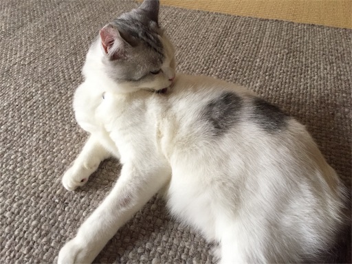 f:id:sconeko:20200523132401j:image f:id:sconeko:20200523132401j:image