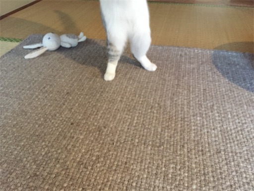 f:id:sconeko:20200525131038j:image f:id:sconeko:20200525131038j:image