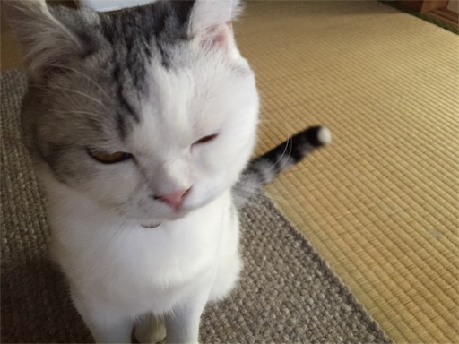 f:id:sconeko:20200525131054j:image f:id:sconeko:20200525131054j:image