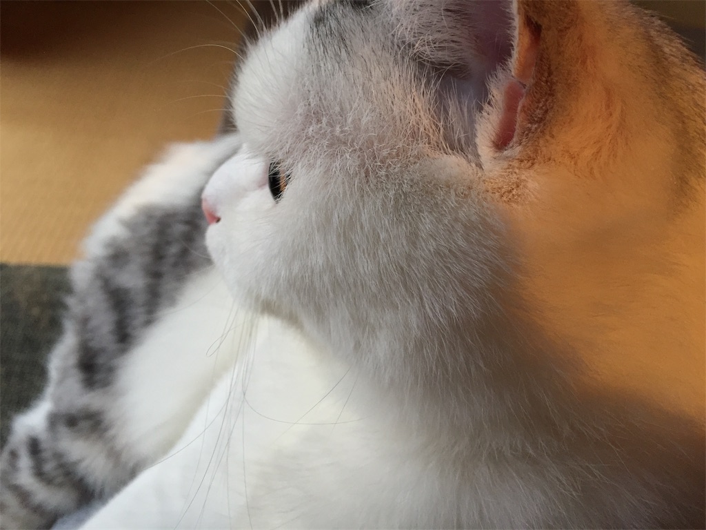 f:id:sconeko:20200602083259j:image f:id:sconeko:20200602083259j:image