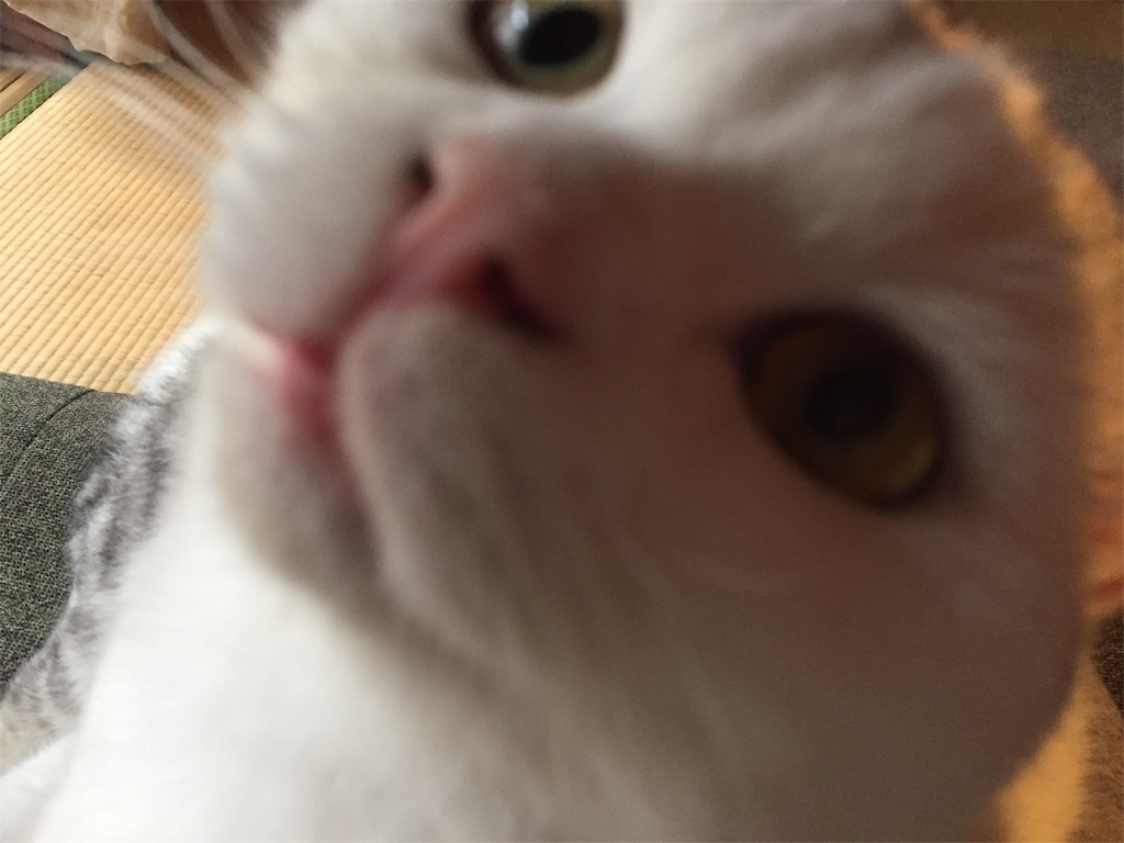 f:id:sconeko:20200602083302j:image f:id:sconeko:20200602083302j:image
