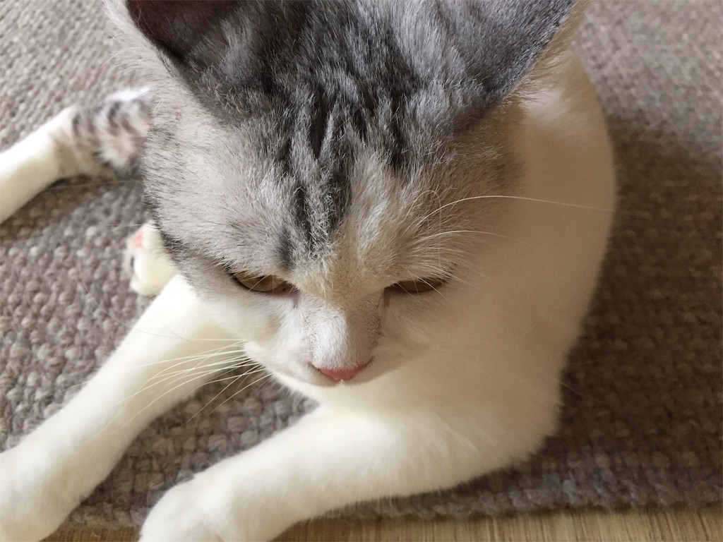 f:id:sconeko:20200603183152j:image
