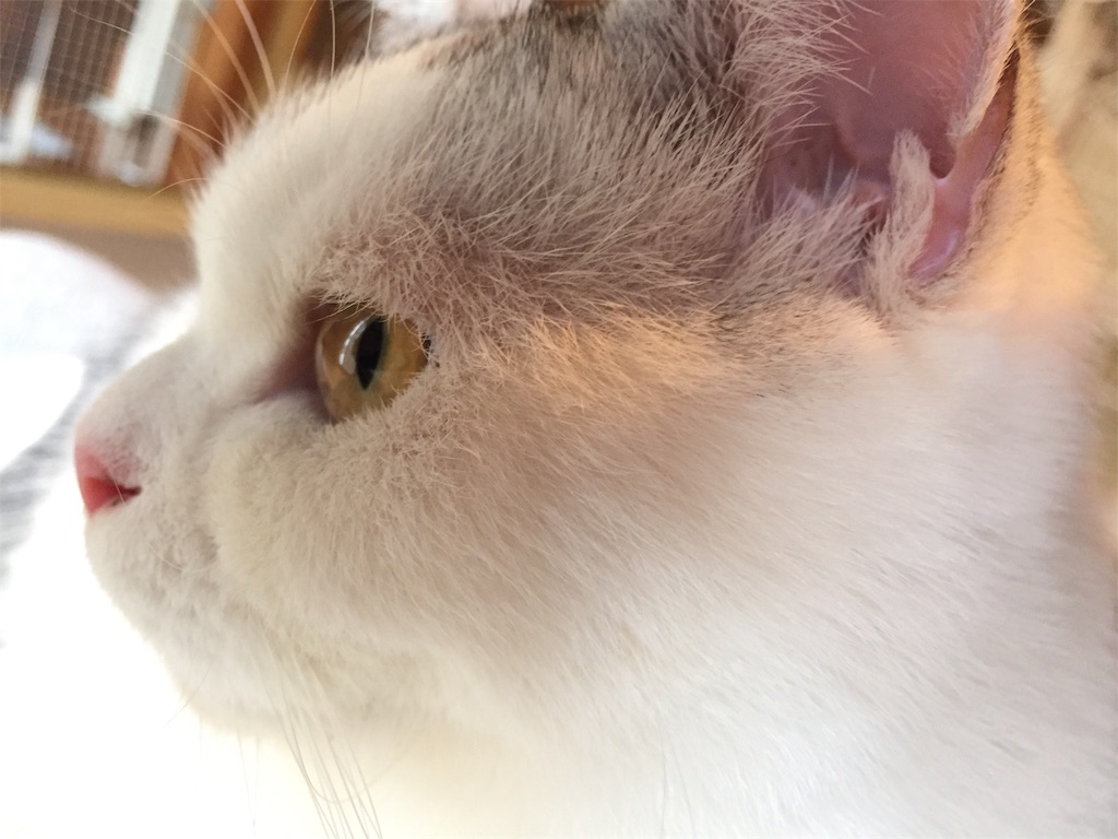 f:id:sconeko:20200619163025j:image