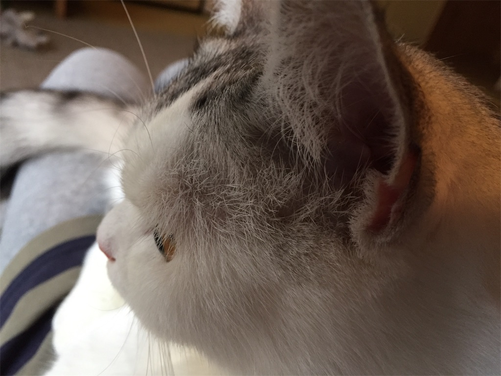 f:id:sconeko:20200619163029j:image