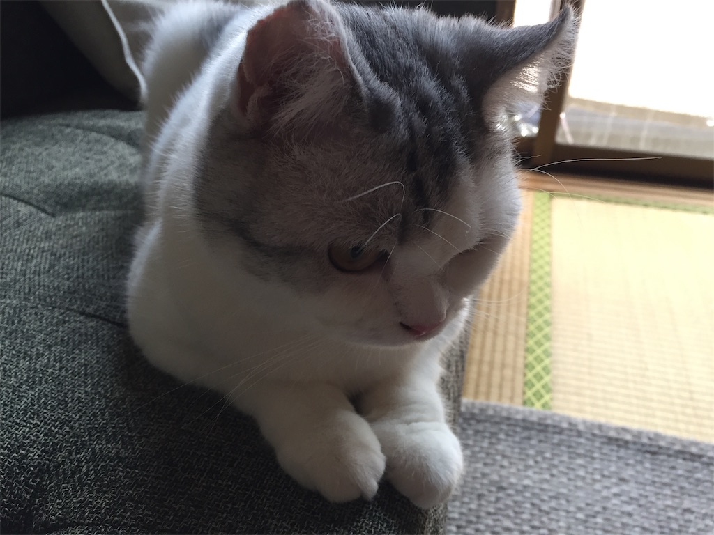 f:id:sconeko:20200628121858j:image f:id:sconeko:20200628121858j:image