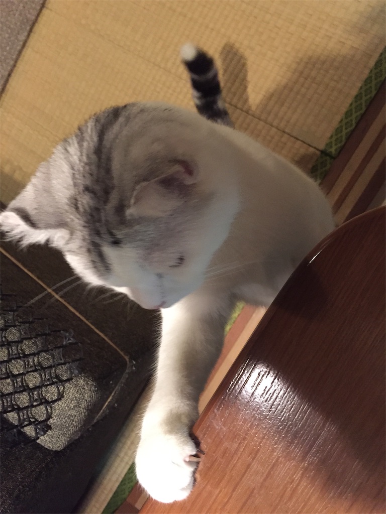 f:id:sconeko:20200628121903j:image f:id:sconeko:20200628121903j:image