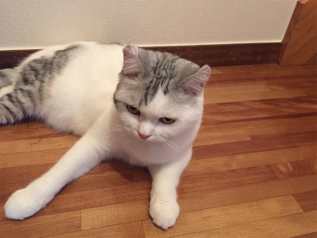 f:id:sconeko:20200701165043j:image f:id:sconeko:20200701165043j:image