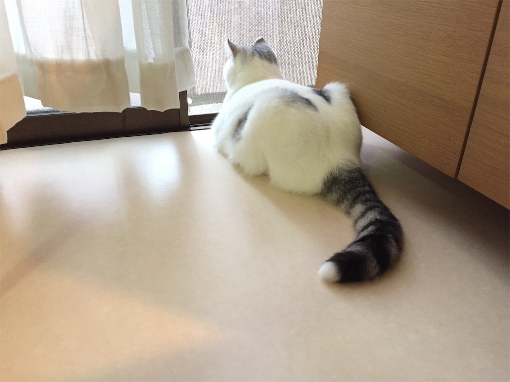 f:id:sconeko:20200730083933j:image f:id:sconeko:20200730083933j:image