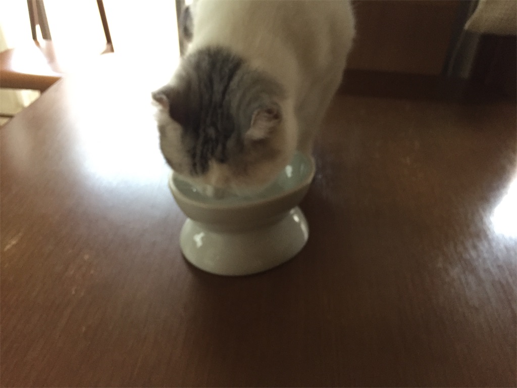 f:id:sconeko:20200801162154j:image f:id:sconeko:20200801162154j:image