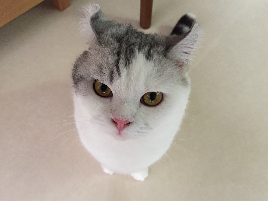 f:id:sconeko:20200906091310j:image
