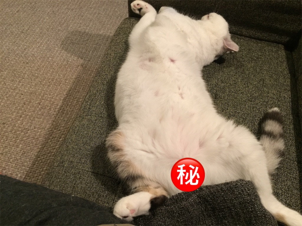 f:id:sconeko:20201002223729j:image