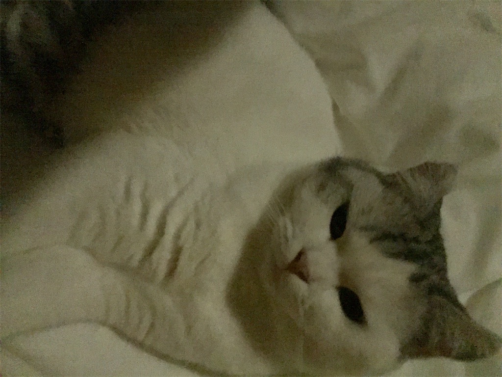 f:id:sconeko:20201011210227j:image f:id:sconeko:20201011210227j:image