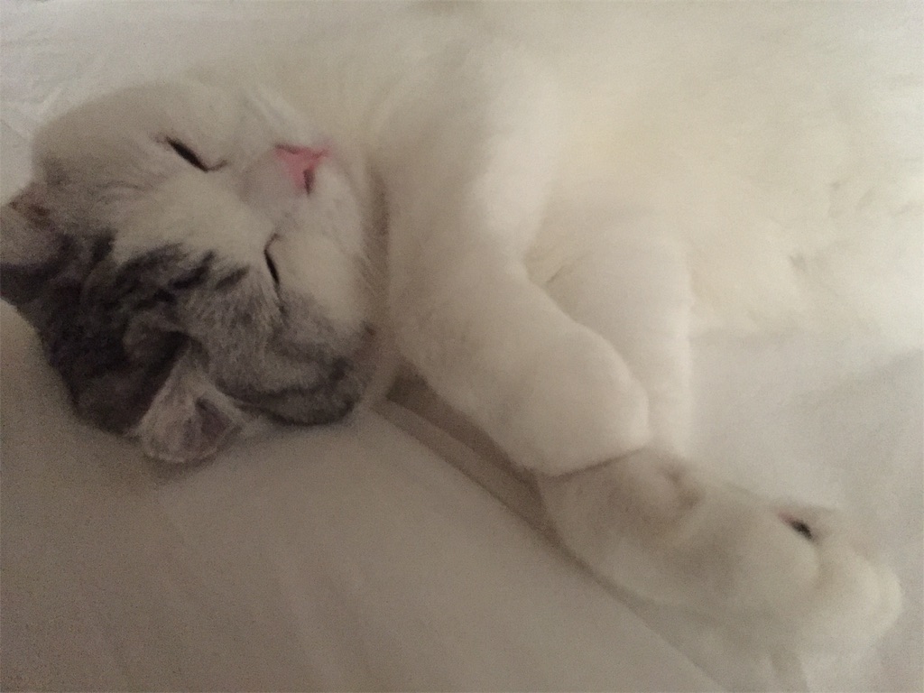 f:id:sconeko:20201014121416j:image f:id:sconeko:20201014121416j:image