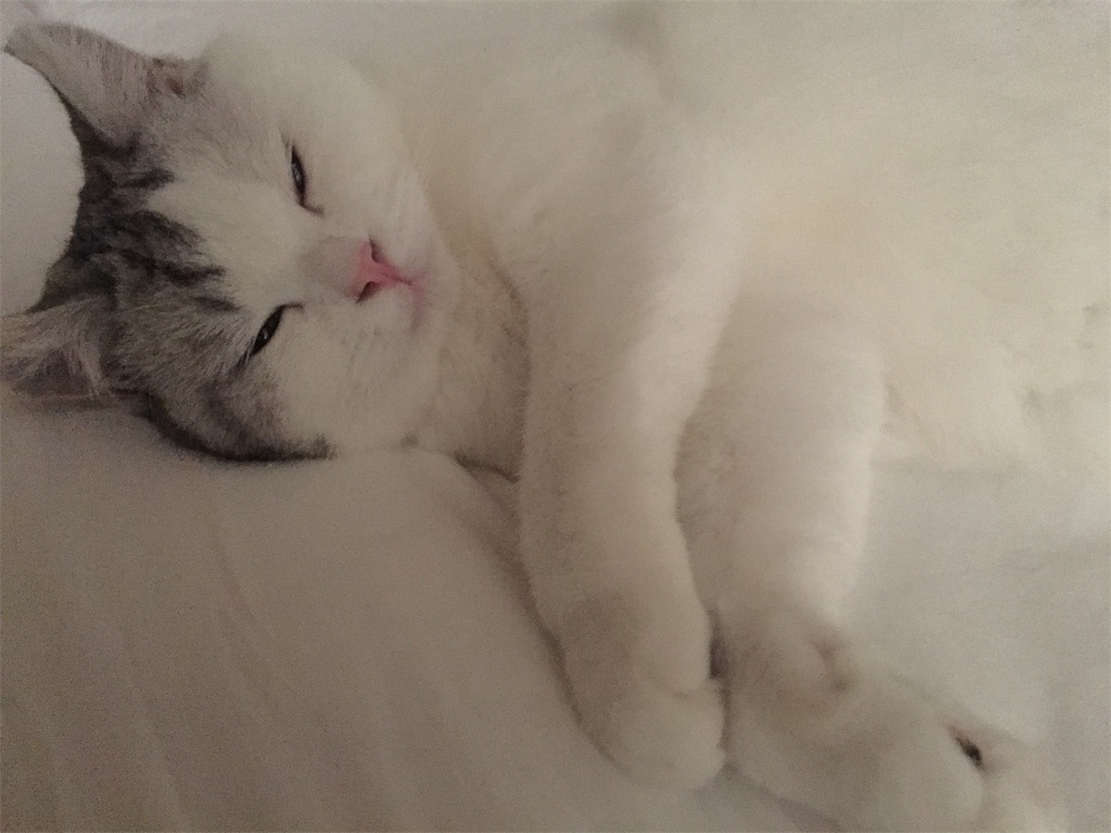 f:id:sconeko:20201014121419j:image f:id:sconeko:20201014121419j:image