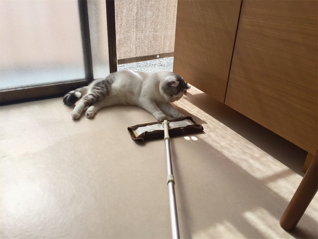 f:id:sconeko:20201024143946j:image