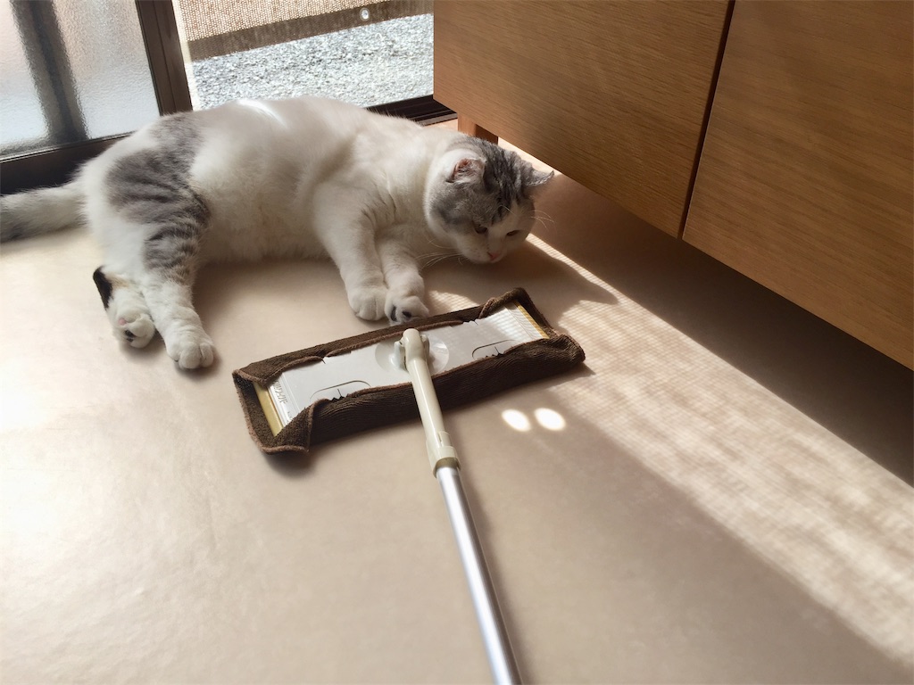 f:id:sconeko:20201024144004j:image