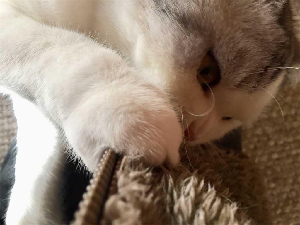 f:id:sconeko:20201029205753j:image f:id:sconeko:20201029205753j:image