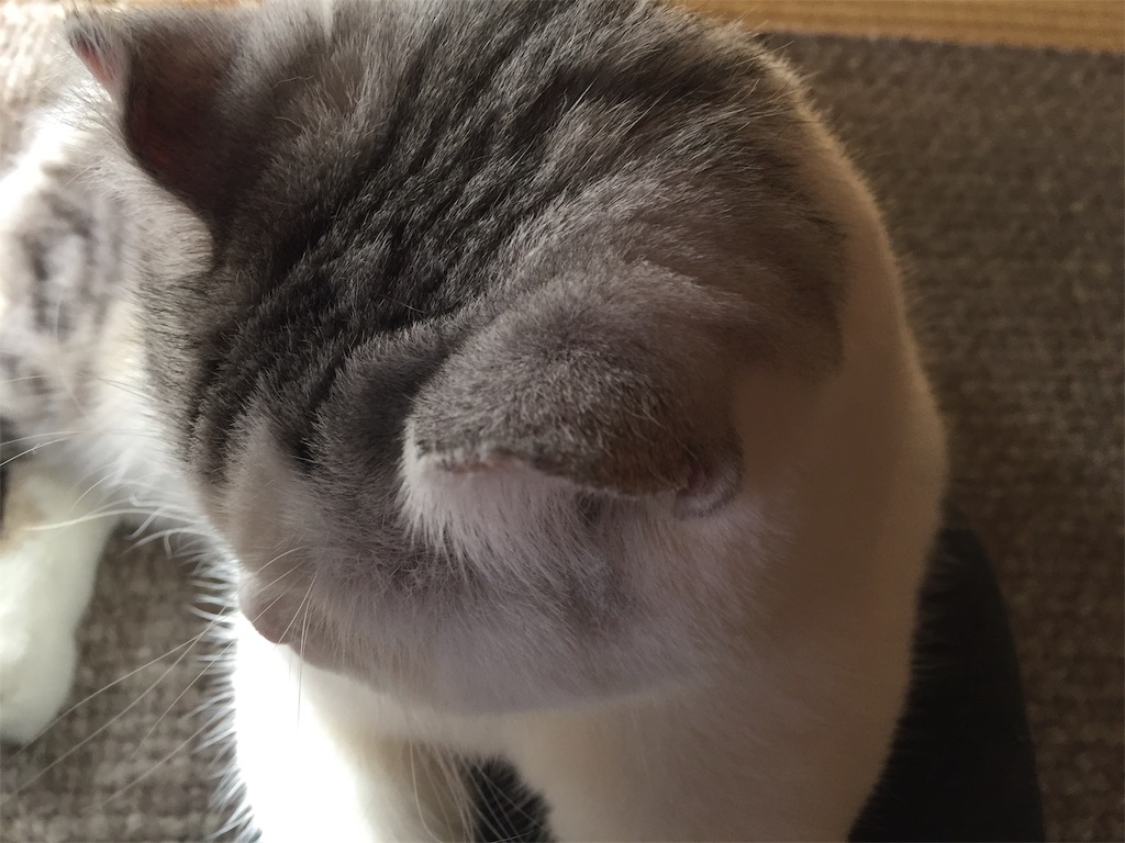 f:id:sconeko:20201029205756j:image f:id:sconeko:20201029205756j:image