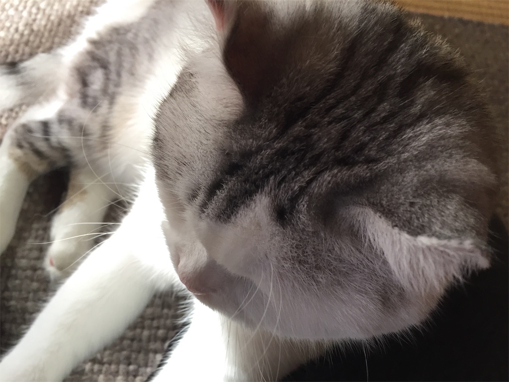 f:id:sconeko:20201029205759j:image f:id:sconeko:20201029205759j:image