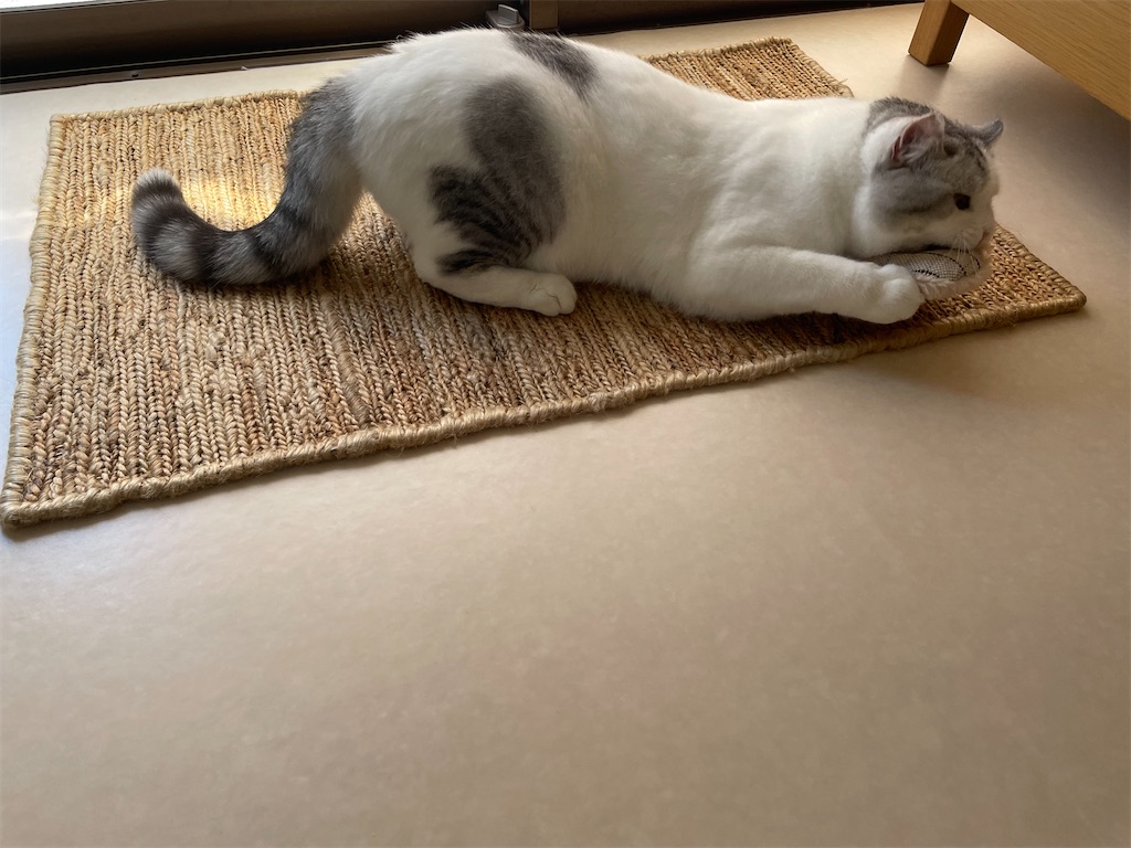 f:id:sconeko:20210805134734j:image f:id:sconeko:20210805134734j:image
