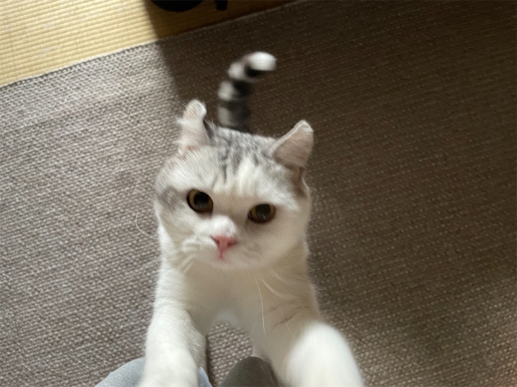 f:id:sconeko:20210823212406j:image