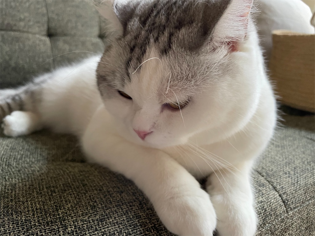 f:id:sconeko:20210824072554j:image