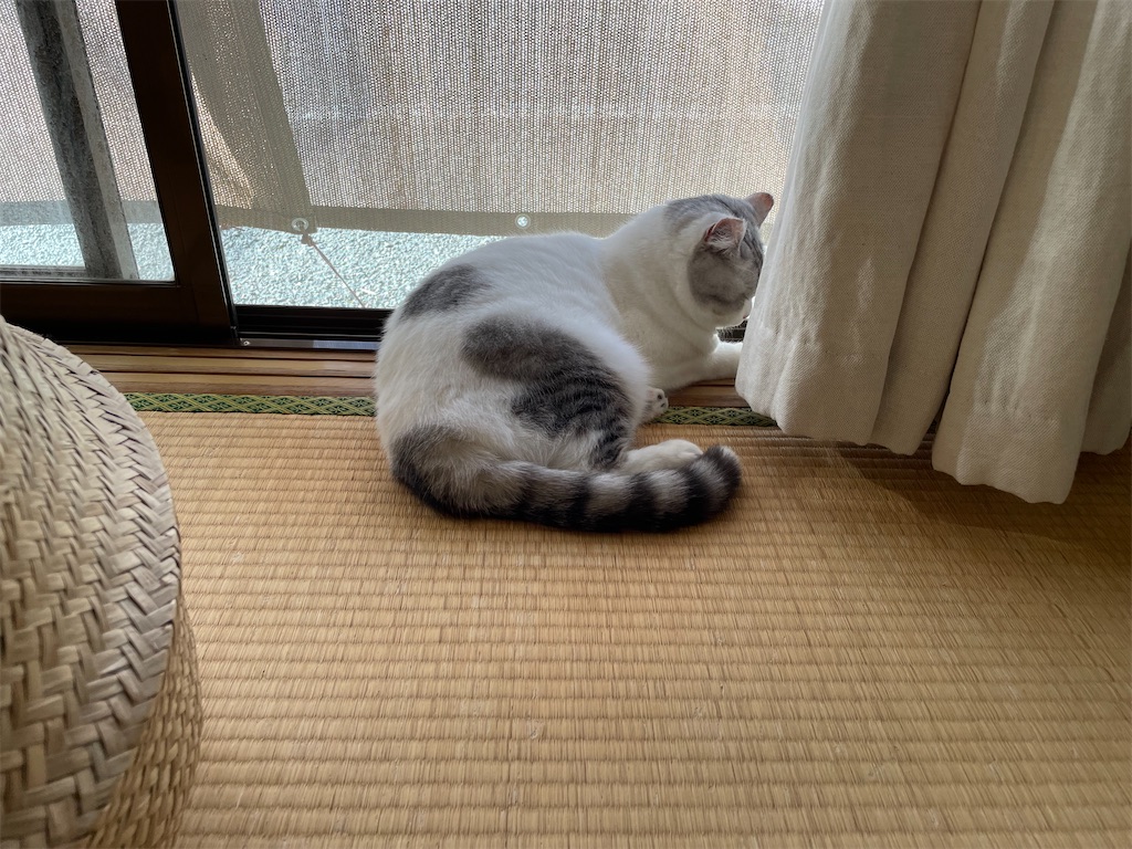 f:id:sconeko:20210911093637j:image