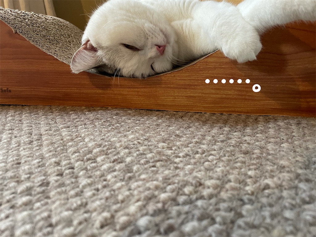 f:id:sconeko:20210918132243j:image