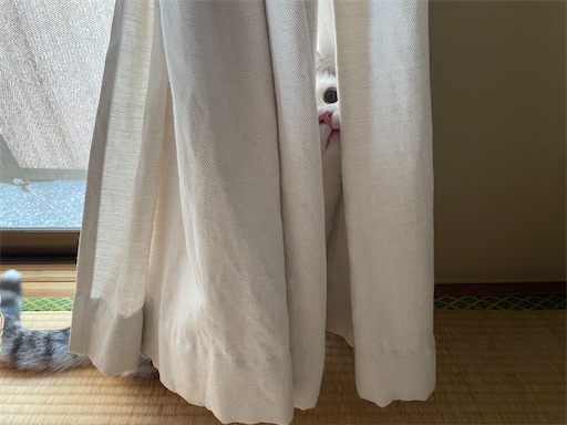f:id:sconeko:20211130151119j:image f:id:sconeko:20211130151119j:image
