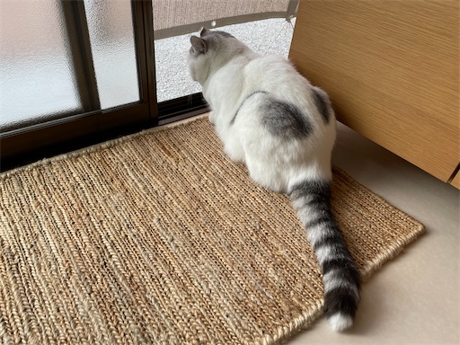 f:id:sconeko:20211208165916j:image