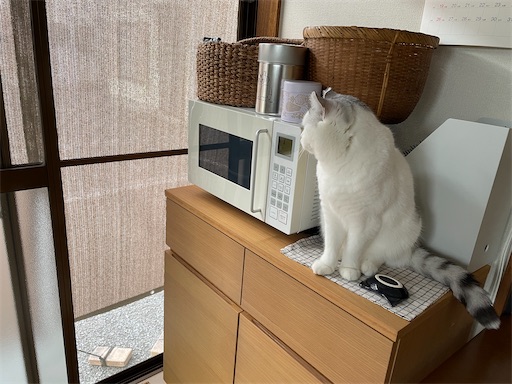 f:id:sconeko:20211208165922j:image
