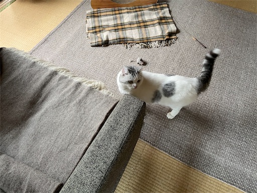 f:id:sconeko:20211208170331j:image