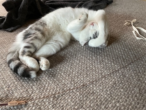 f:id:sconeko:20220105182144j:image f:id:sconeko:20220105182144j:image