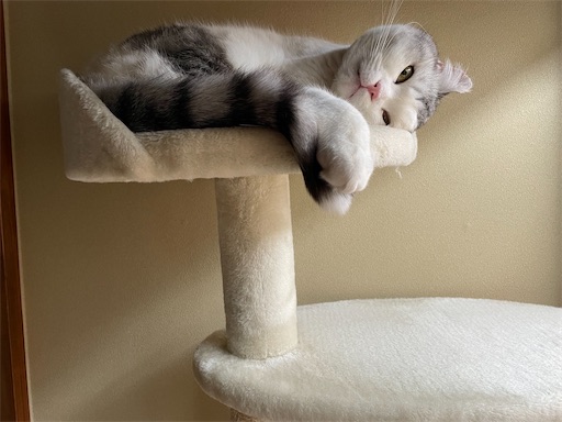f:id:sconeko:20220112171123j:image f:id:sconeko:20220112171123j:image