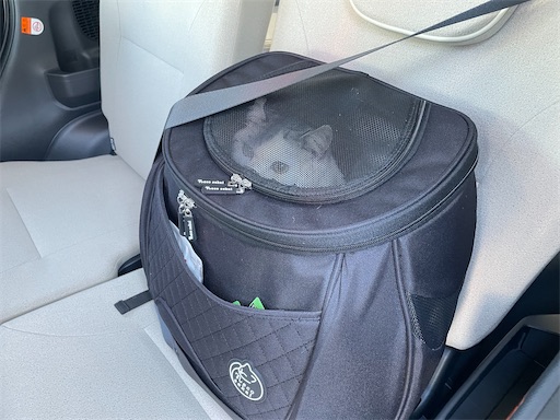 f:id:sconeko:20220129094431j:image f:id:sconeko:20220129094431j:image