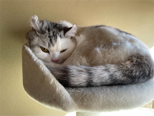f:id:sconeko:20220207142734j:image