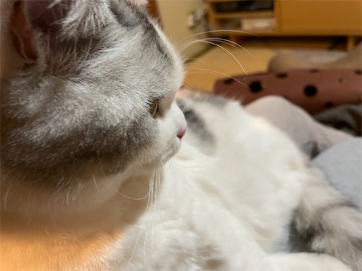 f:id:sconeko:20220207143539j:image