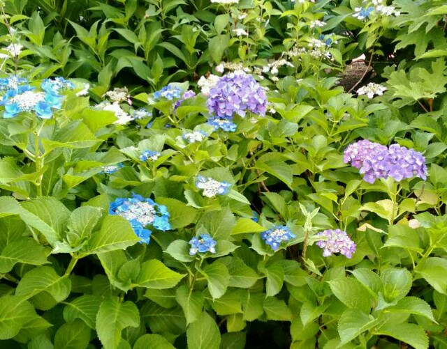 f:id:scop0530:20180603062931j:image f:id:scop0530:20180603062931j:image