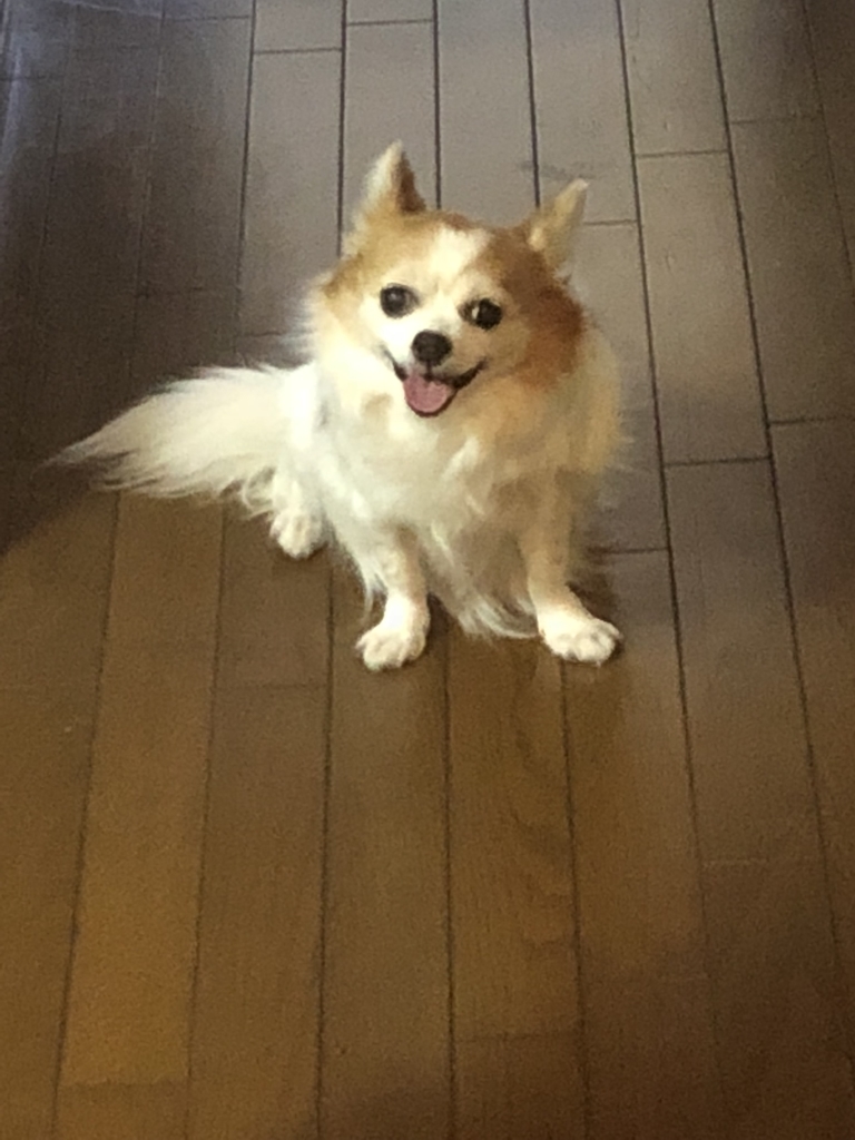 f:id:scott_s:20190105001022j:plain f:id:scott_s:20190105001022j:plain
