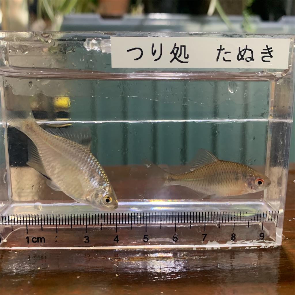 雨をしのいでタナゴ釣り つり処たぬき（千葉県野田市） - 風来爺の 